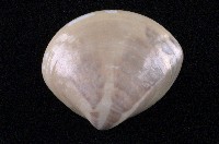 藏品(普通文蛤)的圖片